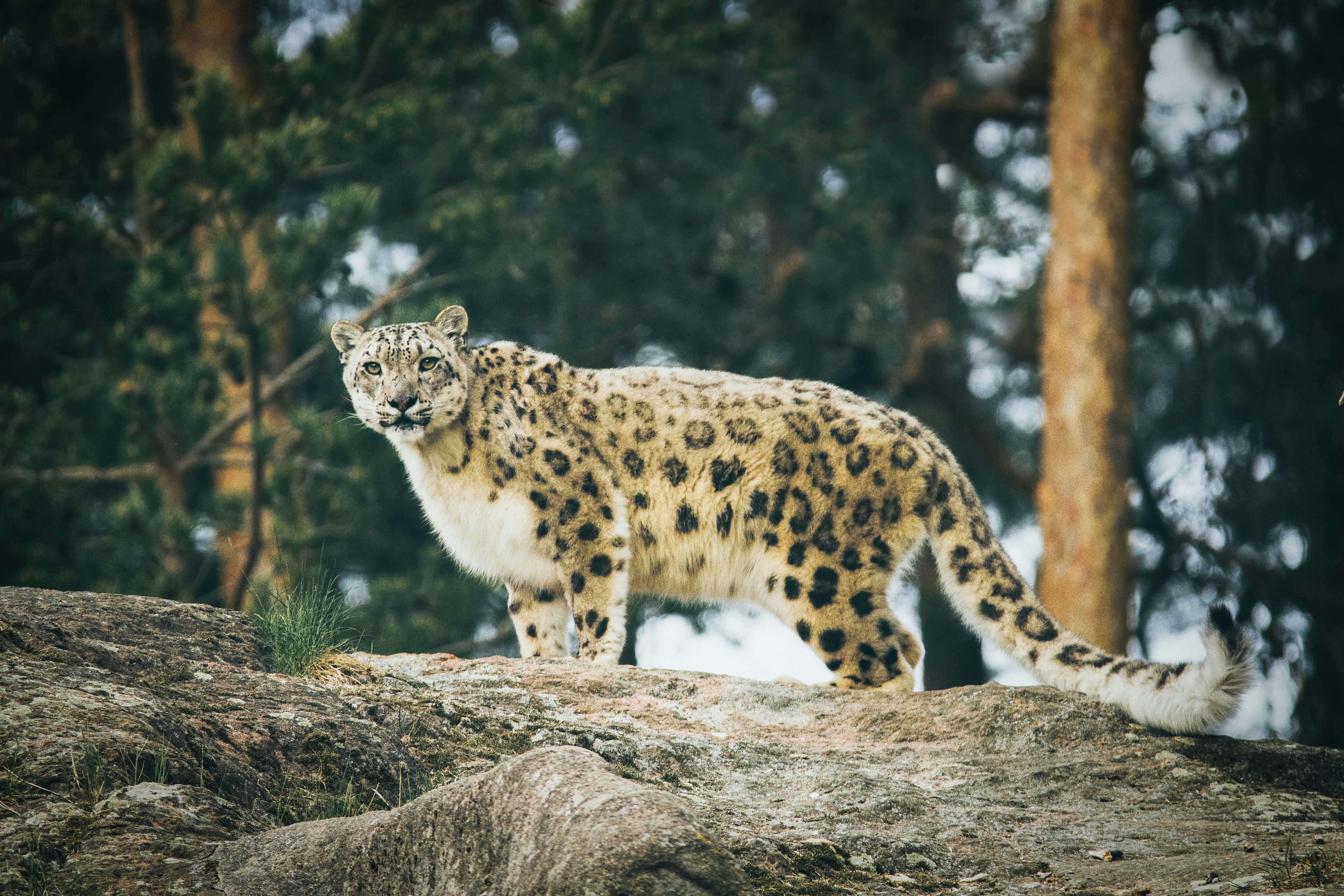 Snow Leopard Expedition
